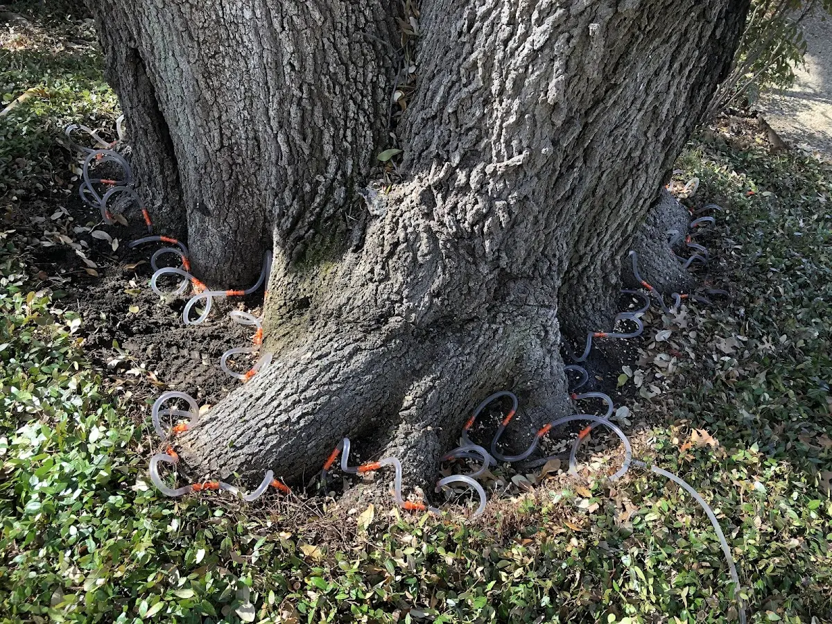 Detailed Shrub and Hedge Trimming job site in Keyes
